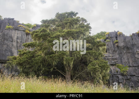 Landschaft Landschaft mit natürlichen Pflanzen- und Kalkstein Felsformationen in der Waiomio Tal in Kawakawa, Neuseeland Stockfoto