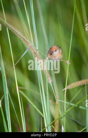 Golden headed Cisticola mit Beuteobjekt im Schnabel durchzogen Spreitenbein an zwei Grashalmen in Tinaburra, Queensland. Stockfoto