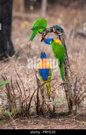 Blue Mountain Papageien hungrig durstig Erreichen für das Wasser tropft aus einem Garten in einem semi-ariden Wüste entfernt. Stockfoto