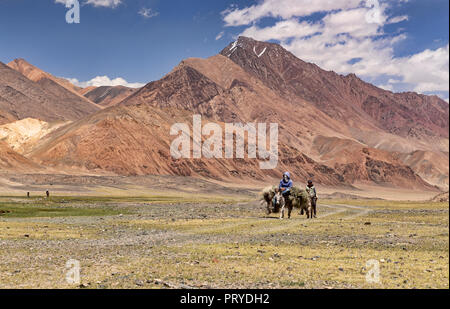 Bilder der kirgisischen Nomaden Ceratoides papposa Reiten Esel tragen zurück zu ihren Jurtencamp in dem abgelegenen Tal, Gorno-Badakhshan Pshart zu brennen. Stockfoto