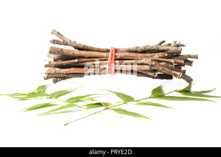 Neem Sticks und Neem Blätter. Weiß isoliert Hintergrund Stockfoto