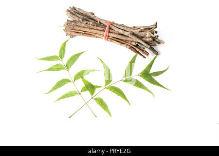 Neem Sticks und Neem Blätter. Weiß isoliert Hintergrund Stockfoto