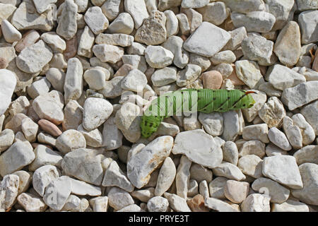 Tomate hornworm manduca quinquemaculata Latein in Italien ähnlich einem tabakkäfer Latin Manduca sexta aber, dass die Arten nicht in Italien Stockfoto