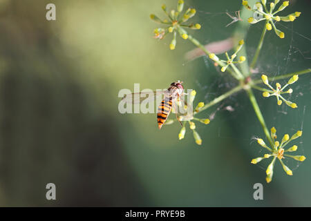 Europäische schweben Fliegen oder Blume fliegen Lateinischer Name Episyrphus balteatus Fütterung auf einem wilden Fenchel Foeniculum vulgare Blume Latein in Italien Stockfoto