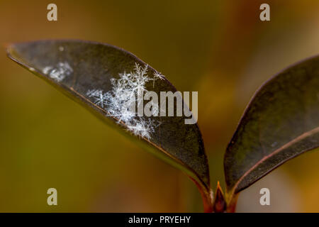 Schneeflocke auf dem Blatt Stockfoto