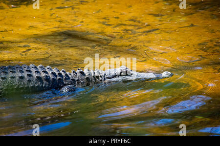 Nahaufnahme der Alligator die Hälfte unter Wasser schwimmen durch gelb und orange gefärbten Wasser Stockfoto