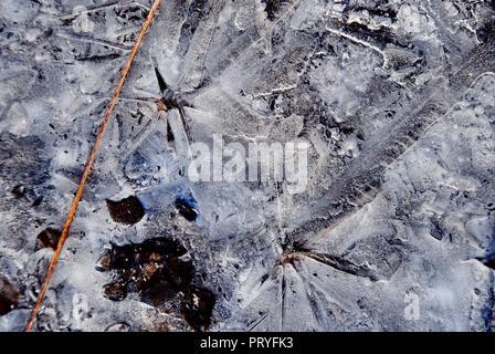 Eine abstrakte künstlerische eisigen Hintergrund, mit Blumen oder Sterne formen in der vereiste Boden, in den Farben schwarz, grau und weiß, mit einer Niederlassung auf der Sid Stockfoto