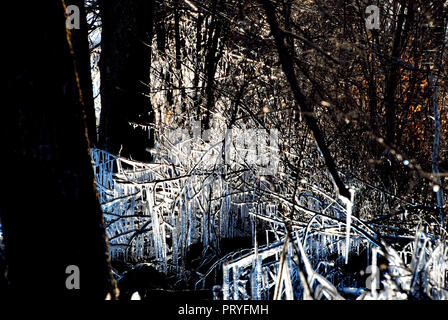 Zweige des Waldes gefangen im Eis, die von den weißen Licht beleuchtet, auf einem dunklen schwarzen Hintergrund, im kalten Winter von Quebec, Kanada Stockfoto