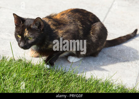 Haustier Katze Stockfoto