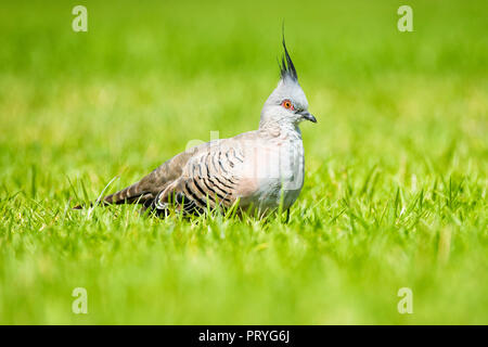 Crested pigeon (Ocyphaps lophotes), in Wiese, South Australia, Australien Stockfoto