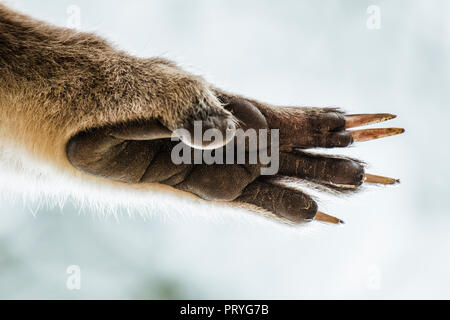 Koala (Phascolarctos cinereus), hinterpfote, Nahaufnahme, South Australia, Australien Stockfoto