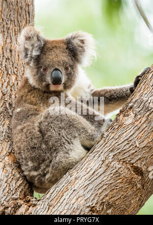 Koala (Phascolarctos cinereus), sitzt in einem Baum, South Australia, Australien Stockfoto