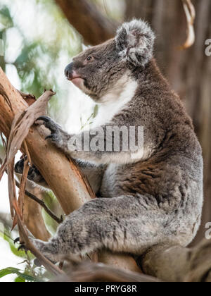 Koala (Phascolarctos cinereus), sitzt in einem Baum, South Australia, Australien Stockfoto