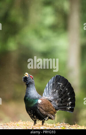 Western Auerhahn (Tetrao urogallus), im Regen, Berufung, Paarungszeit, Berchtesgadener Land, Bayern, Deutschland Stockfoto