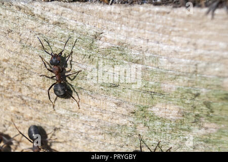 Formica Rufa, auch als Die rote Waldameise bekannt, südlichen Waldameise, Pferd oder Ant. Mrówka rudnica. Stockfoto