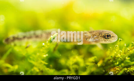 Feuersalamander (Salamandra salamandra), Larve unter Wasser, junge Tier, Berchtesgadener Land, Bayern, Deutschland Stockfoto