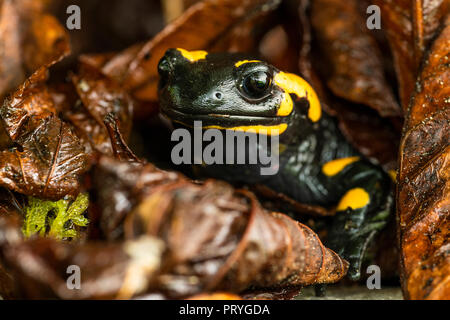 Feuersalamander (Salamandra salamandra), sitzt in den Blättern, Tier Portrait, Berchtesgadener Land, Bayern, Deutschland Stockfoto
