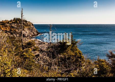 Weißer Kopf von verbranntem Kopf Monhegan Island, Maine, USA Stockfoto