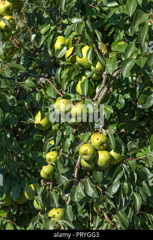 Reife Birnen (Pyrus) hängen von einem Baum, Nahaufnahme, Bayern, Deutschland Stockfoto