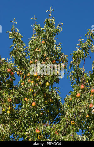 Reife Birnen (Pyrus) Hängen an einem Baum, blauer Himmel, Bayern, Deutschland Stockfoto