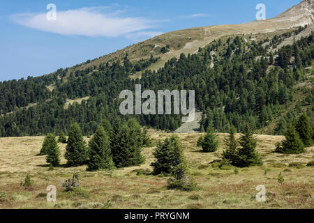 Biotop Plamorter Moss mit jungen Tannen, Fichten (Picea abies), Moor, Reschenpass, Vinschgau, Südtirol, Italien Stockfoto