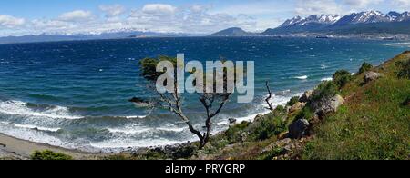 Zerzaust Baum am Beagle Kanal, auf der Rückseite den Hafen und die Stadt, Ushuaia, Tierra del Fuego Provinz, Feuerland, Argentinien Stockfoto