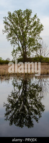 Einsamer Baum im glatten Wasser spiegelt Stockfoto