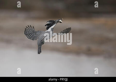 Crested Kingfisher mit einer Verriegelung Stockfoto