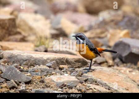 Drakensberge Rockjumper Chaetops aurantius Sani Pass, Südafrika, 31. August 2018 erwachsenen männlichen Chaetopidae Stockfoto