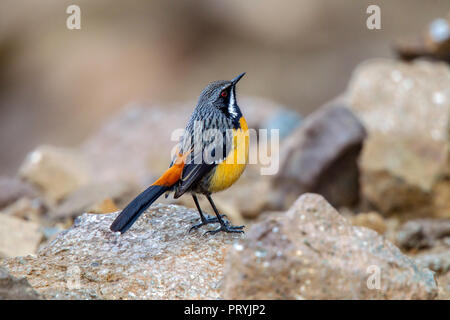 Drakensberge Rockjumper Chaetops aurantius Sani Pass, Südafrika, 31. August 2018 erwachsenen männlichen Chaetopidae Stockfoto