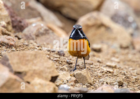 Drakensberge Rockjumper Chaetops aurantius Sani Pass, Südafrika, 31. August 2018 erwachsenen männlichen Chaetopidae Stockfoto