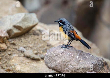 Drakensberge Rockjumper Chaetops aurantius Sani Pass, Südafrika, 31. August 2018 erwachsenen männlichen Chaetopidae Stockfoto