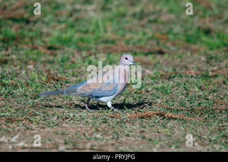 Lachende Taube Spilopelia senegalensis Howick, Südafrika, 29. August 2018 nach Columbidae Stockfoto