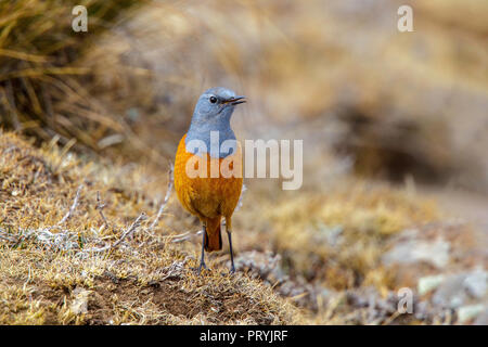 Sentinel Rock-Thrush Monticola explorator Sani Pass, Lesotho, 31. August 2018 erwachsenen männlichen Muscicapidae Stockfoto