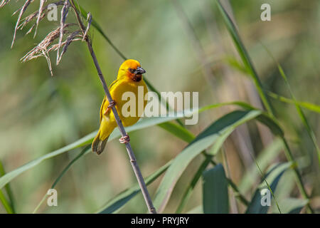 Southern Brown-throated Weaver Ploceus xanthopterus St. Lucia, Südafrika, 27. August 2018 erwachsenen männlichen Ploceidae Stockfoto