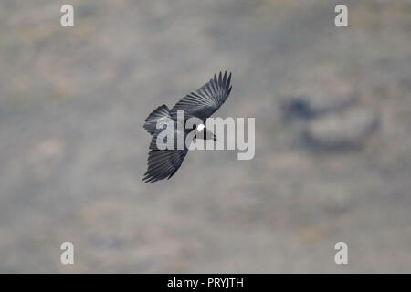 Weiß-necked Rabe Corvus albicollis Sani Pass Road, Lesotho, 31. August 2018 Erwachsenen im Flug Corvidae Stockfoto