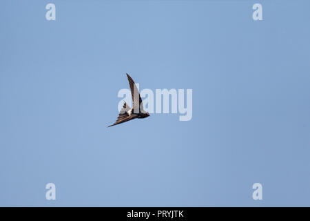 White-rumped Swift Apus caffer St. Lucia, Südafrika, 27. August 2018 Erwachsenen im Flug. Apodidae Stockfoto