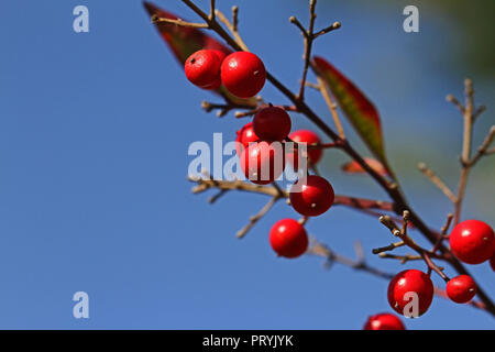 Himmlische Bambus oder heilige Bambus lateinischer Nandina domestica Beeren nahe in Italien eine Pflanze im Osten Asien Familie Berberidaceae oder berberitze Stockfoto