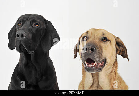 Zwei gemischte Rasse Hund Portrait in einem weißen Hintergrund studio Stockfoto