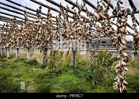 Island, Hoefn, getrockneten Fisch Köpfe hängen auf Holz- Rack Stockfoto