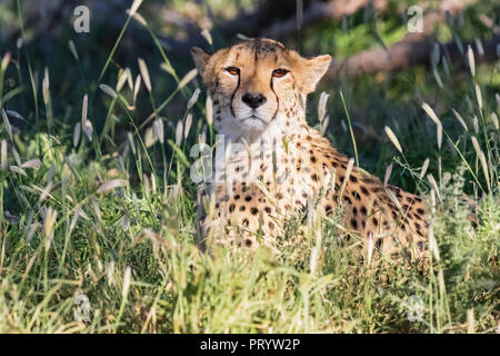 Botswana, Kgalagadi Transfrontier Park, Cheetah, Acinonyx Jubatus Stockfoto