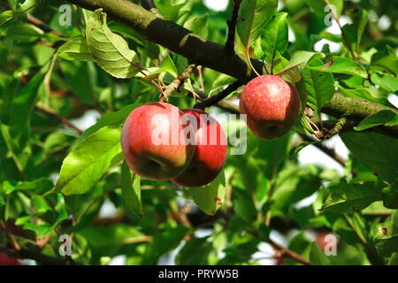Deutschland, reife rote Äpfel am Baum, Nahaufnahme Stockfoto