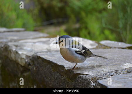 Kleine und kleine Vogel auf Madeira Stockfoto