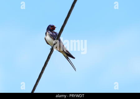 Scheune am Kabel schlucken, strahlend blauen Himmel im Hintergrund Stockfoto