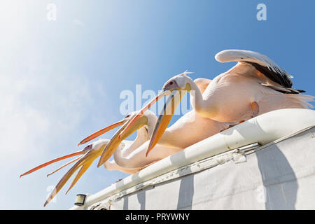 Namibia, Walvis Bay, vier weiße Pelikane Stockfoto