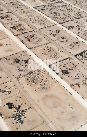 USA, Luftaufnahme der Rinder feed Lot in der Nähe von Greeley, Colorado Stockfoto