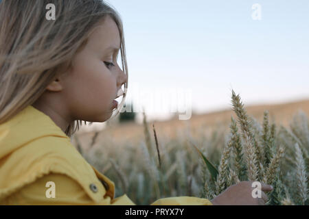Kleines Mädchen berühren Roggen Ohren auf Feld Stockfoto