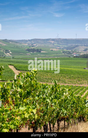 Weinberge in Vinho verde Weinstraße, Douro, Wein Tal, Portugal Stockfoto