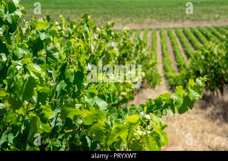 Weinberge in Vinho verde Weinstraße, Douro, Wein Tal, Portugal Stockfoto