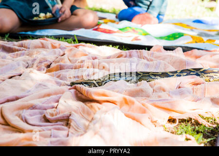 African Rock Python gleiten auf Picknickdecke, Kinder sitzen und essen. Stockfoto